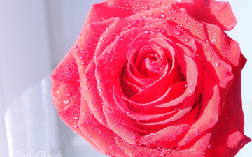 Картинка цветы розы лепестки капли вода алая роза цветок
