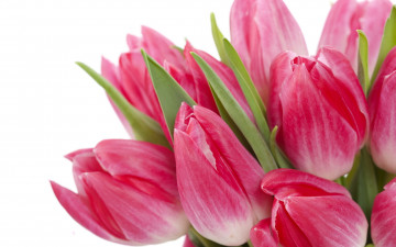 Картинка цветы тюльпаны фон розовые букет