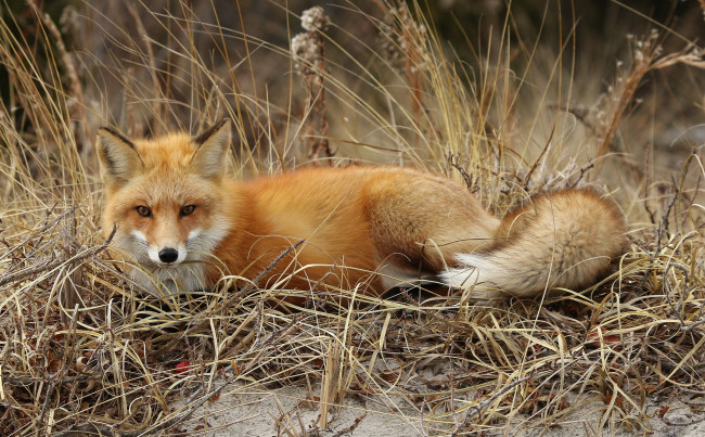 Обои картинки фото животные, лисы, лисичка