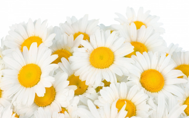 Обои картинки фото цветы, ромашки, white, camomile, beauty, белые, весна, freshness, spring, flowers