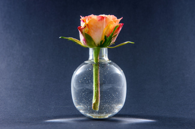 Обои картинки фото цветы, розы, вазочка, бутон