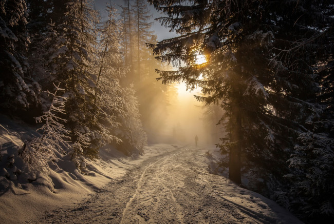 Обои картинки фото природа, дороги, солнце, дорога, снег, лес