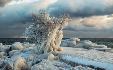 Картинка природа зима лёд дерево море