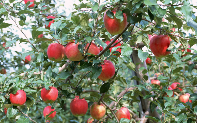 Обои картинки фото природа, плоды, ветки, яблоки