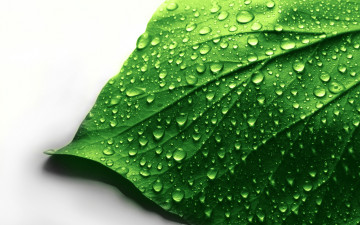 Картинка природа макро лист зеленый белый фон вода капли