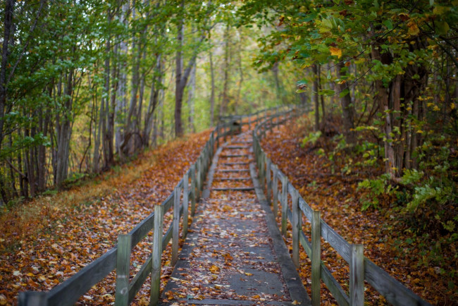 Обои картинки фото природа, дороги, осень, дорога, деревья, листья, мост