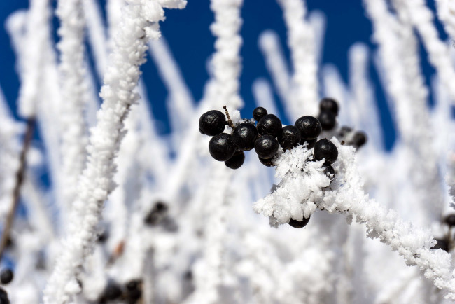 Обои картинки фото природа, Ягоды, ягоды, снег, черные
