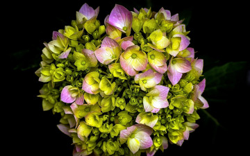 Картинка цветы гортензия бутоны