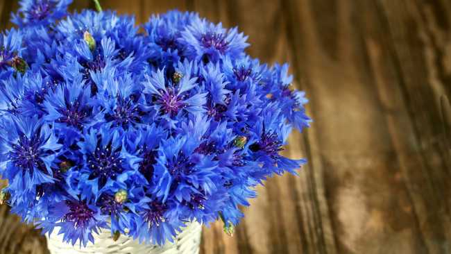 Обои картинки фото цветы, васильки, синий