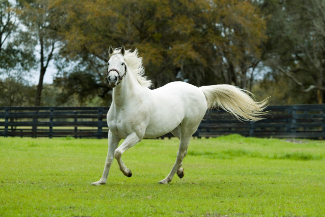 Обои картинки фото животные, лошади, ограда, белый, конь, поляна