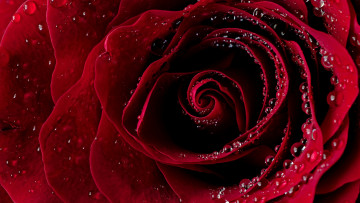 Картинка цветы розы капли воды