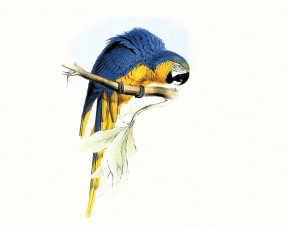 Картинка рисованное животные +птицы +попугаи попугай синий ара