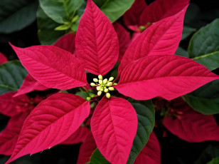 Картинка цветы пуансеттия рождественская звезда макро