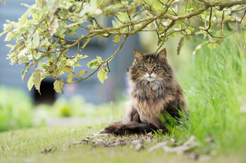 Картинка животные коты природа деревья трава кот