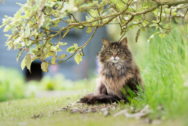 Обои картинки фото животные, коты, природа, деревья, трава, кот
