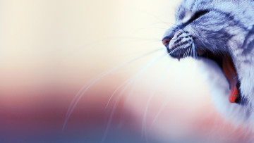 Картинка животные коты усы морда пасть