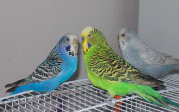 Картинка животные попугаи разноцветные