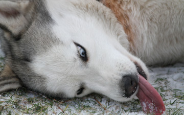 Картинка животные собаки хаски язык