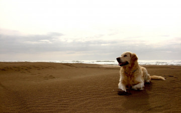 Картинка животные собаки песок
