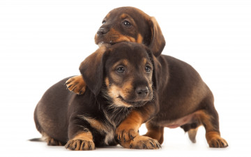 Картинка животные собаки щенок