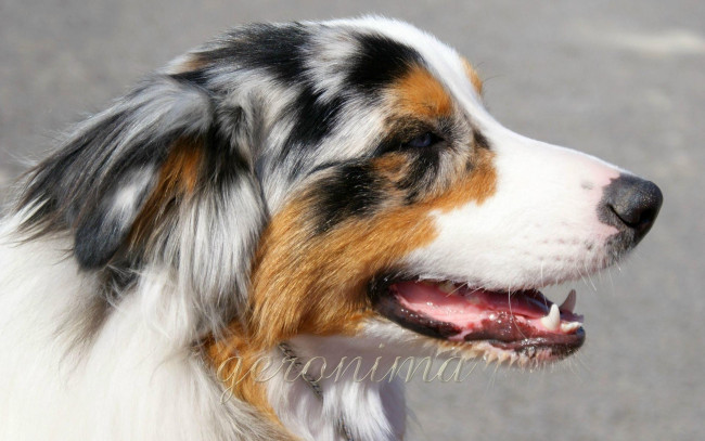 Обои картинки фото автор, geronima, животные, собаки, australian, shepherd