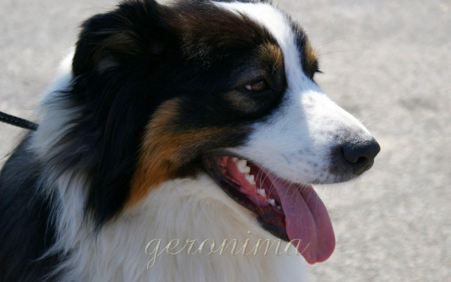 Обои картинки фото автор, geronima, животные, собаки, australian, shepherd