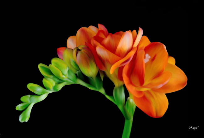 Обои картинки фото автор, angie, цветы, фрезия, оранжевый