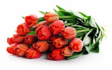 Картинка цветы тюльпаны красный зеленый много