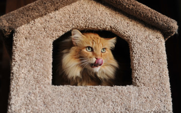 Картинка животные коты кошка взгляд домик