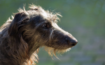 Картинка животные собаки sighthound собака взгляд