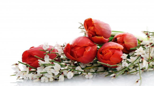 Обои картинки фото цветы, тюльпаны, белый, красный