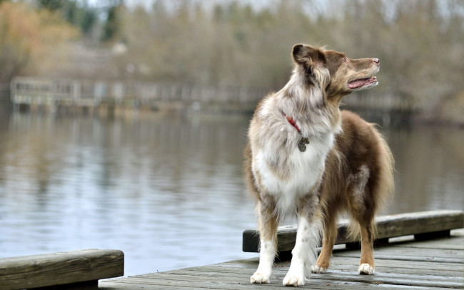 Обои картинки фото животные, собаки, собака, мост, озеро