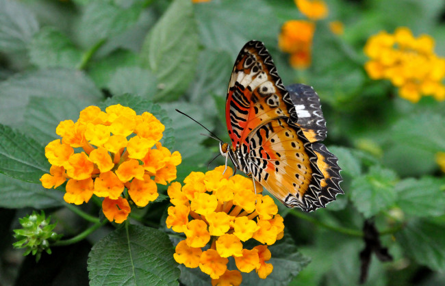 Обои картинки фото животные, бабочки, крылья, лантана