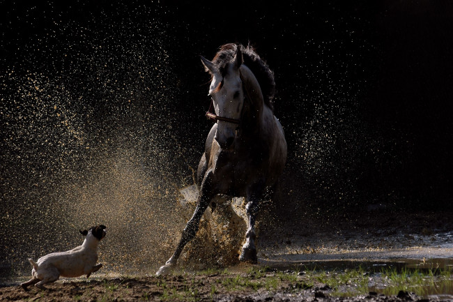 Обои картинки фото животные, разные, вместе, лошадь, собака, брызги