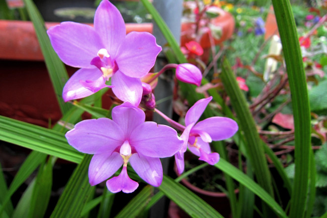 Обои картинки фото цветы, орхидеи, сиреневый