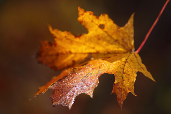 Картинка природа листья капли макро осень