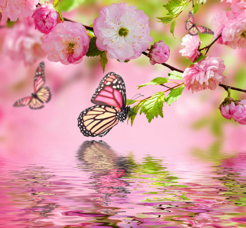 Обои картинки фото разное, компьютерный дизайн, бабочки, цветы, вода