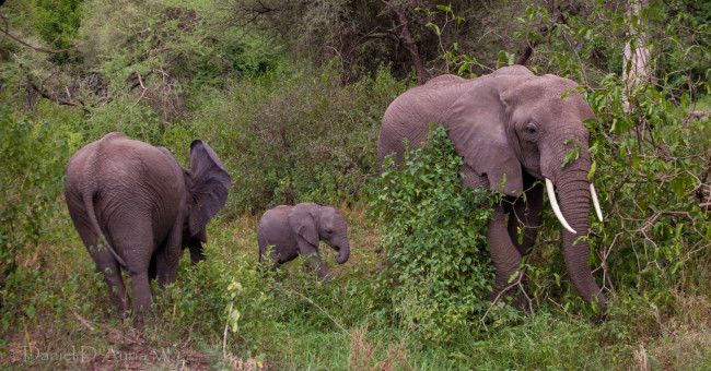 Обои картинки фото животные, слоны, семья
