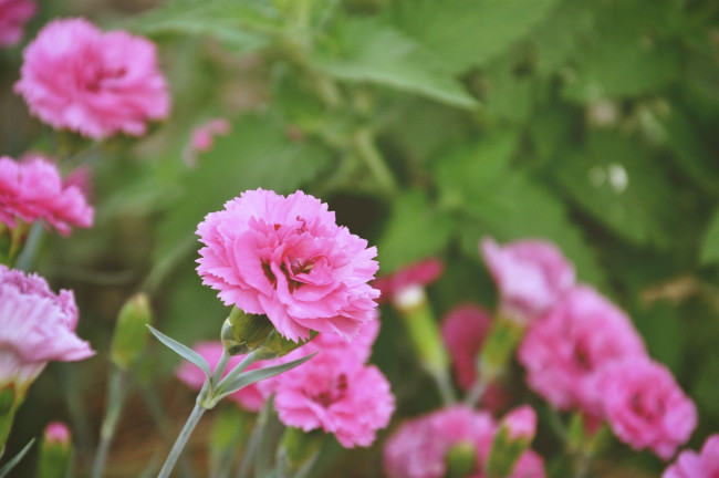 Обои картинки фото цветы, гвоздики, розовый, зеленый, природа