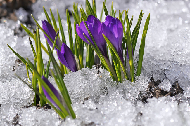 Обои картинки фото цветы, крокусы, весна, снег