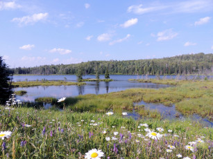 Картинка природа реки озера полевые река ромашки цветы лето