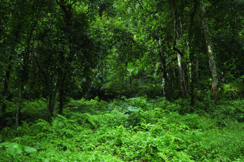 Картинка природа лес деревья тропики jungle джунгли трава зелень