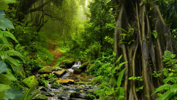 Картинка природа реки озера таиланд кусты деревья тропинка мох камни jungle тропики ручей джунгли листва зелень лес