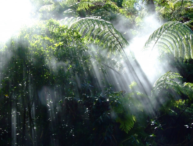 Обои картинки фото природа, лес, деревья, заросли, туман, джунгли, лучи, утро