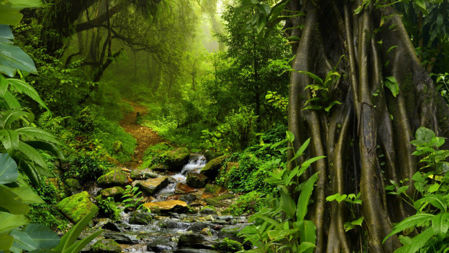 Обои картинки фото природа, реки, озера, таиланд, кусты, деревья, тропинка, мох, камни, jungle, тропики, ручей, джунгли, листва, зелень, лес