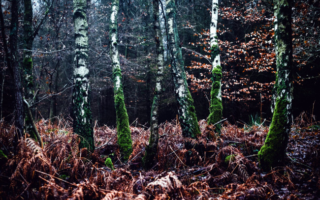 Обои картинки фото природа, лес, мох, березы, папоротник