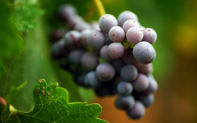 Обои картинки фото природа, Ягоды,  виноград, листья, черный, виноград, гроздь, кисть