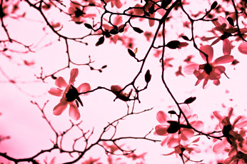 Картинка цветы магнолии цветение ветки дерево