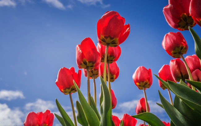 Обои картинки фото цветы, тюльпаны, красные