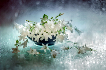 Картинка цветы колокольчики ваза белые